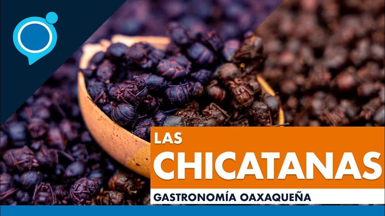 chicatanas para comer una experiencia culinaria inusual