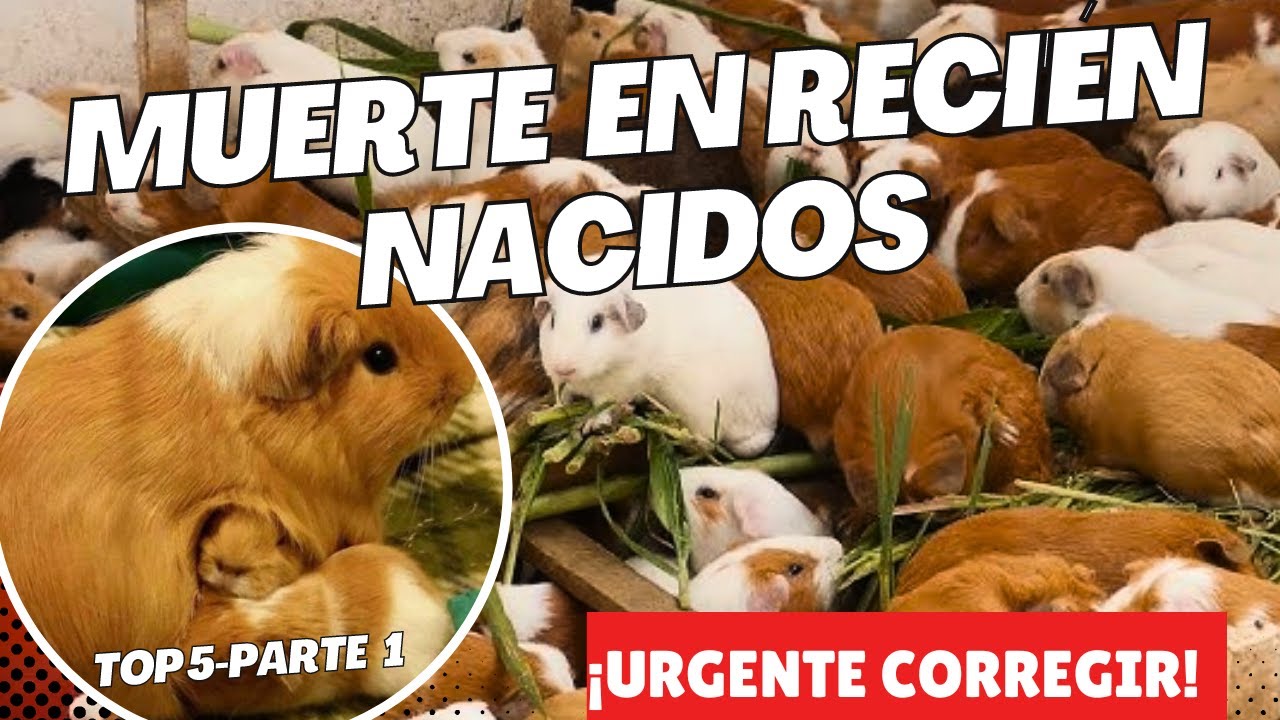 cuyes recien nacidos un sueno tierno y lleno de nuevas oportunidades
