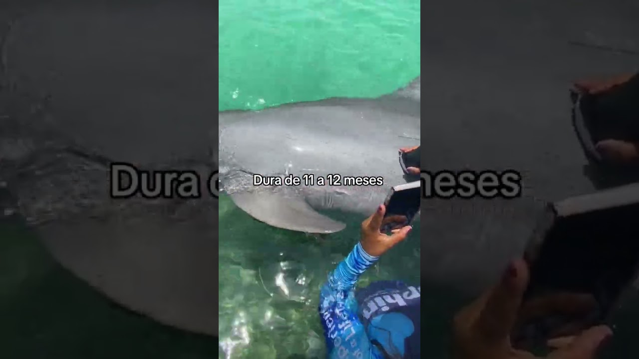 delfines un indicio de embarazo