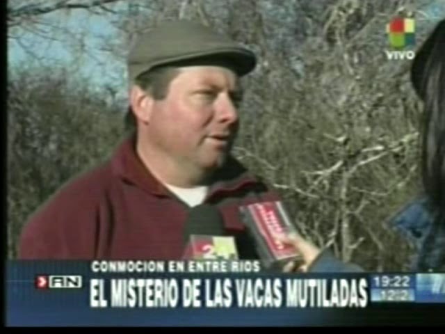 el misterio de las blancas vacas