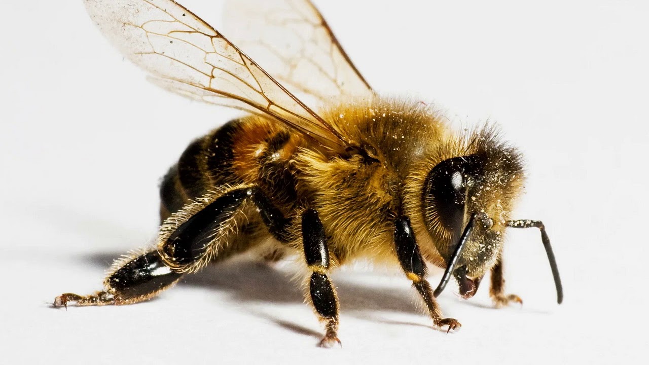 el zumbido de abejas