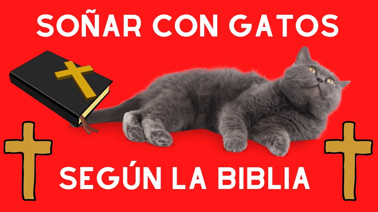 gatos segun la biblia significados y simbolismos