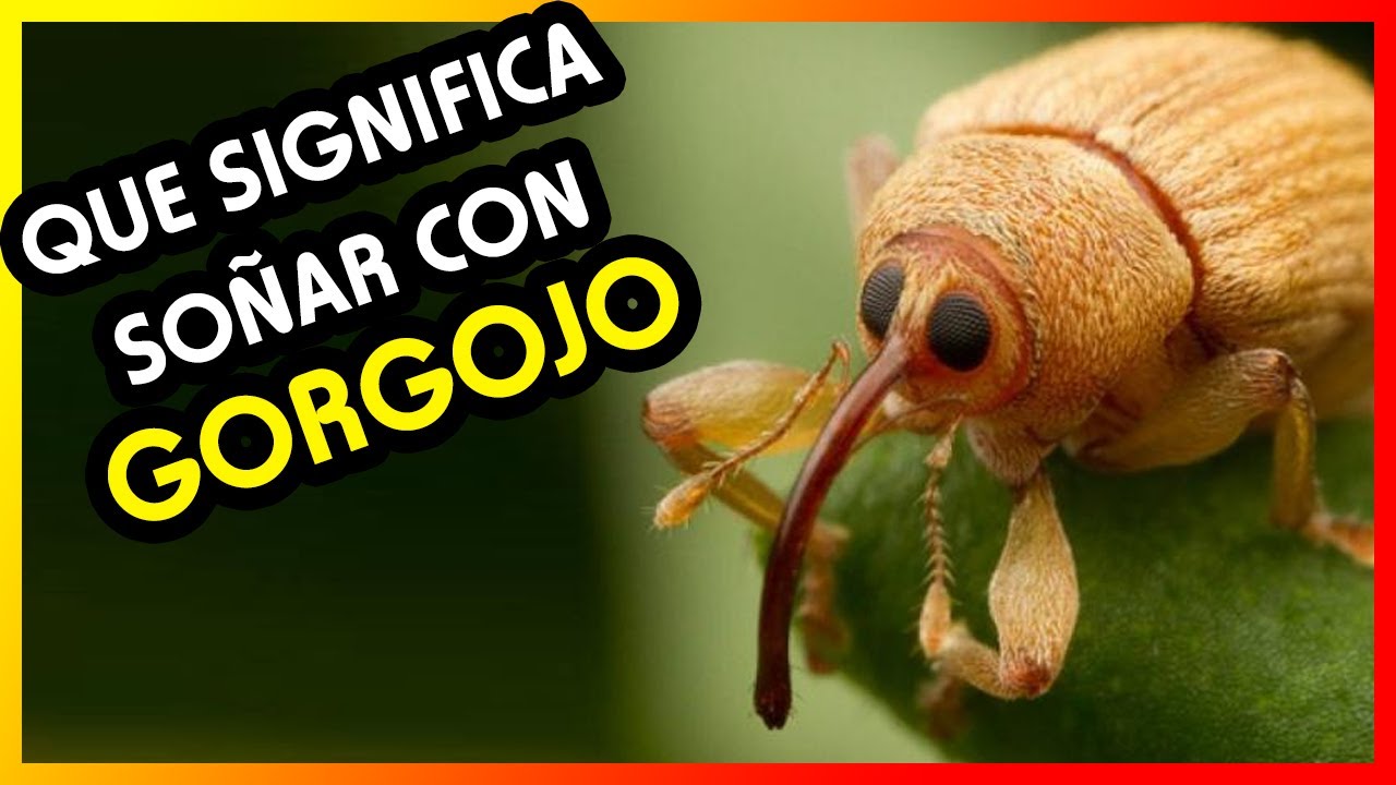 gorgojos que significa este extrano sueno