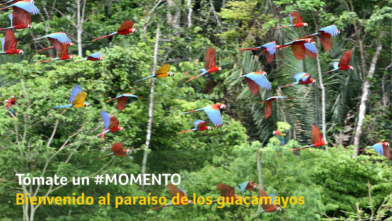 guacamayas un viaje lleno de colores y libertad