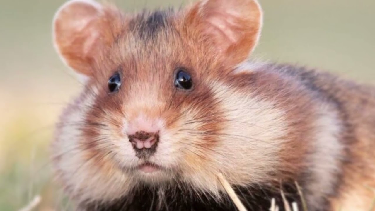 hamster que significa este sueno
