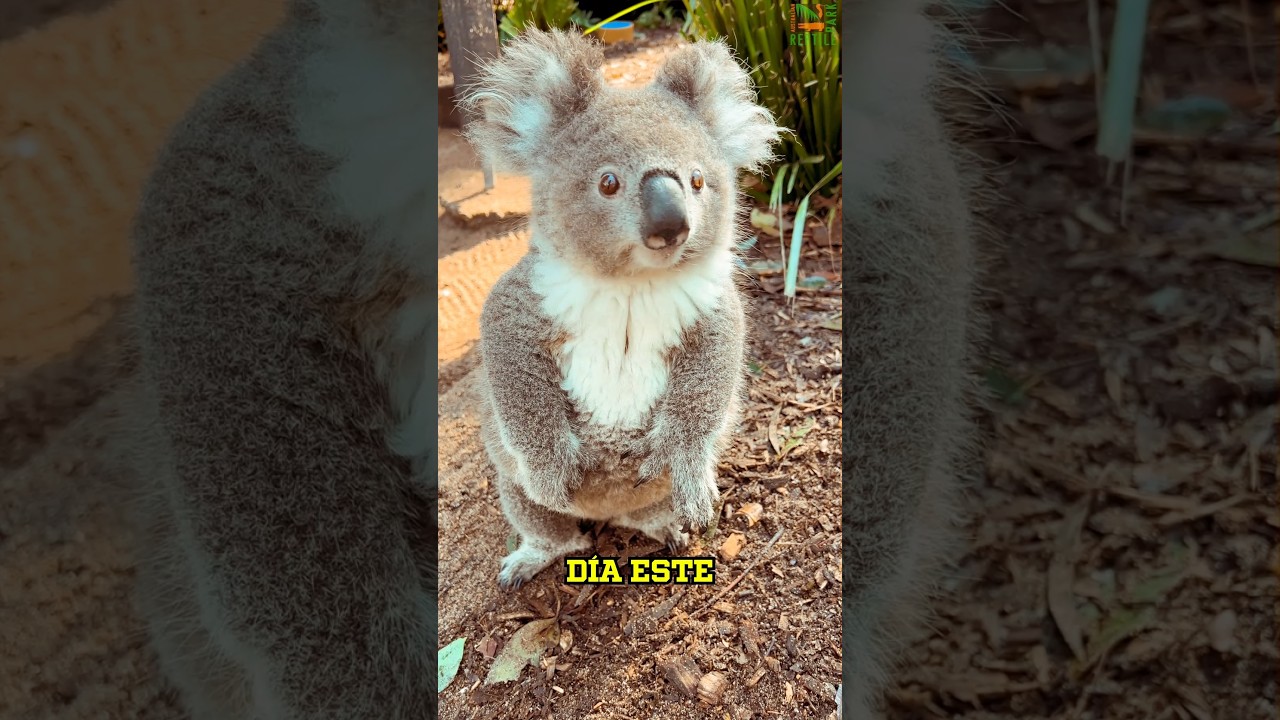 koalas cafes que significa este curioso sueno