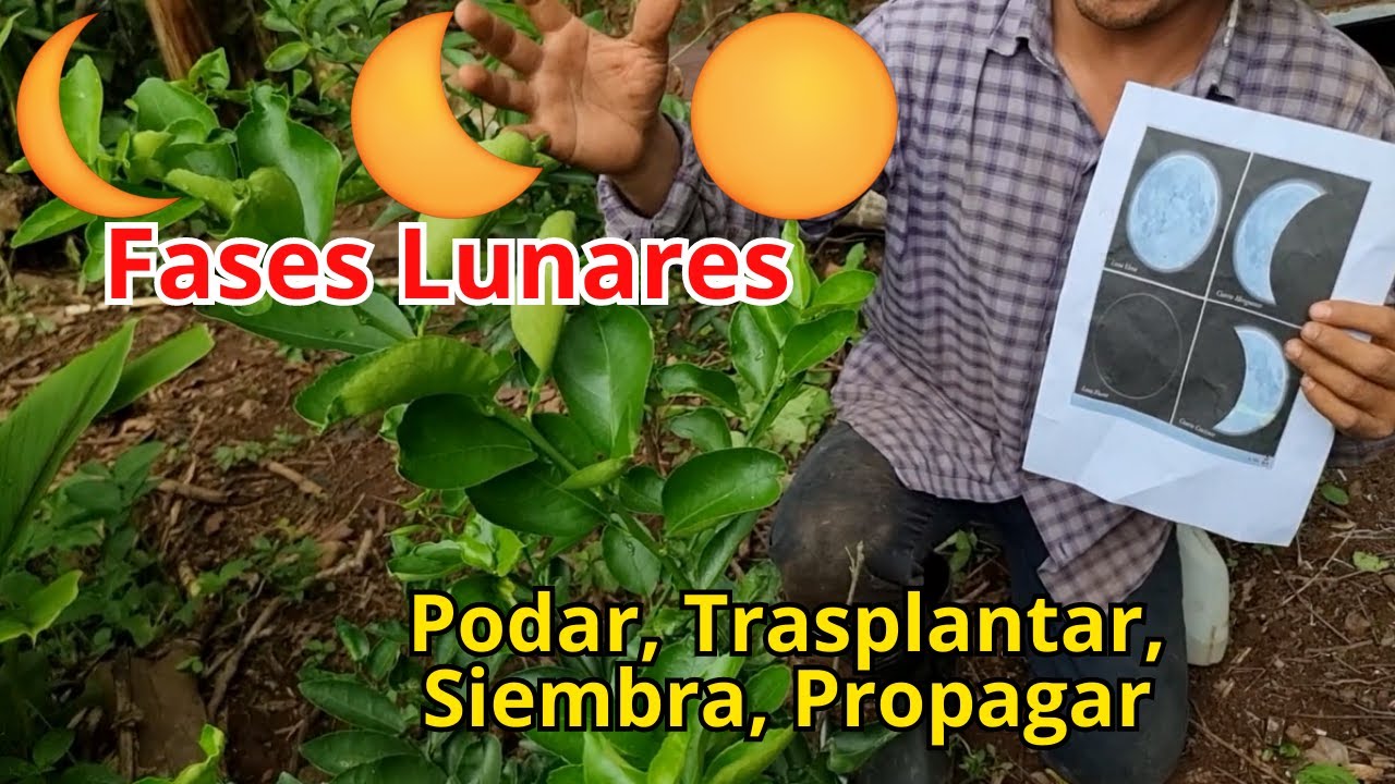 la luna menguante