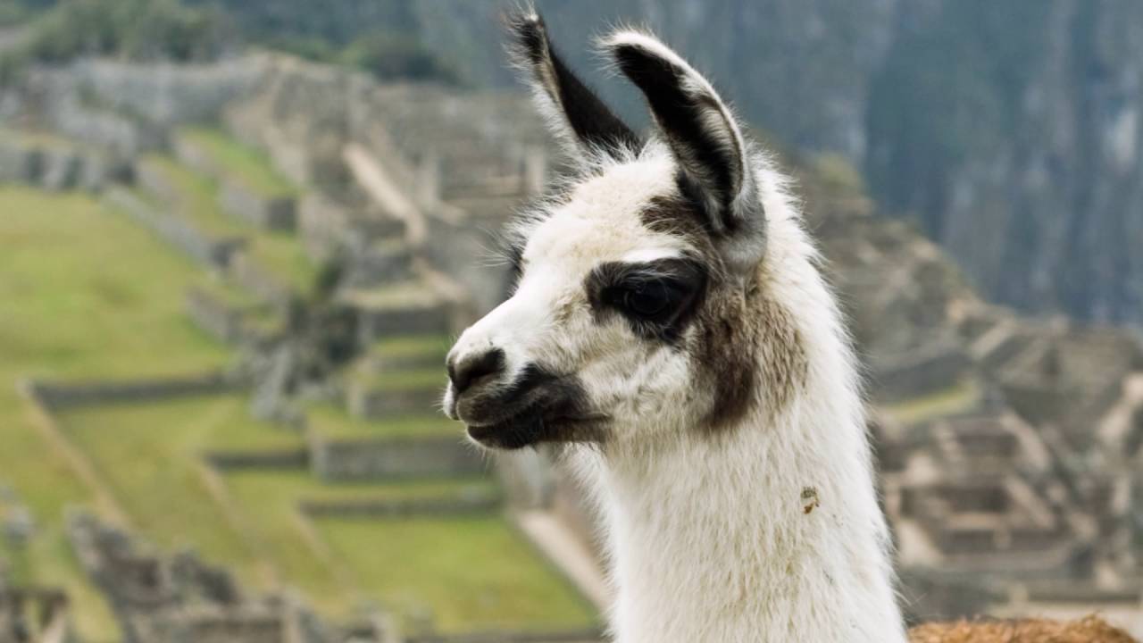 llamas animales que significa este sueno