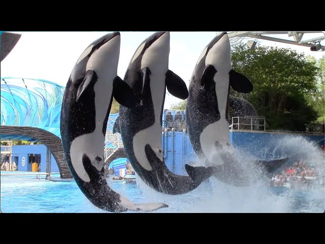 majestuosas ballenas orcas