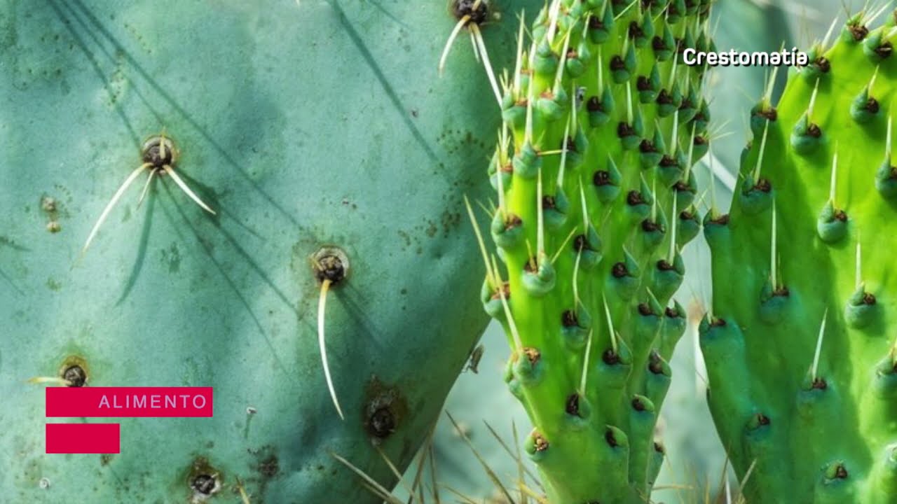 nopales significado y simbolismo