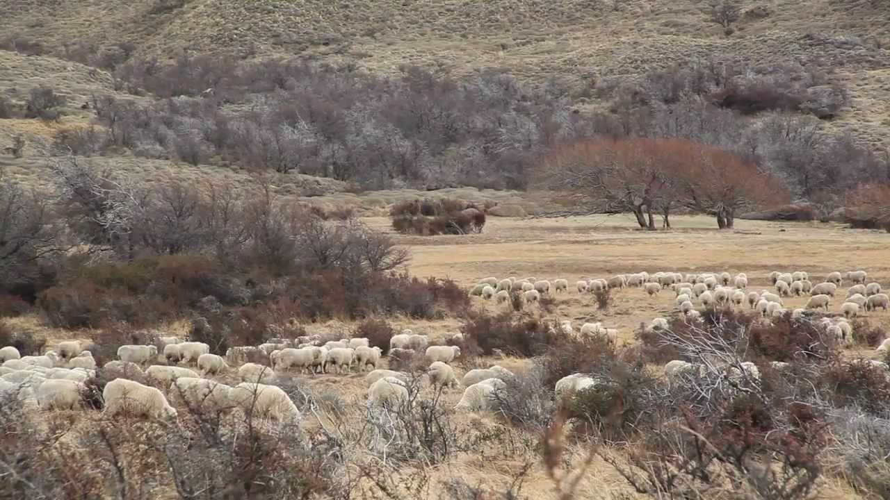 ovejas y perros una experiencia onirica llena de compania y proteccion