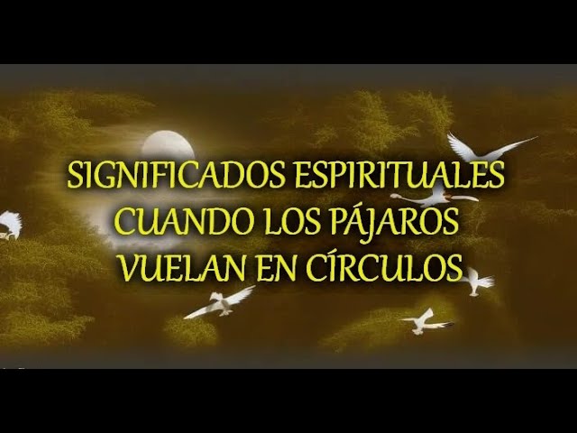 pajaros volando significado y simbolismo