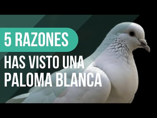 palomas blancas un mensaje de paz y esperanza