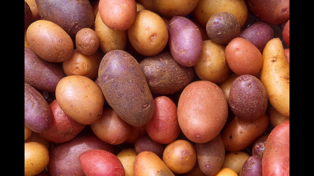 papas en abundancia un sueno de prosperidad y abundancia