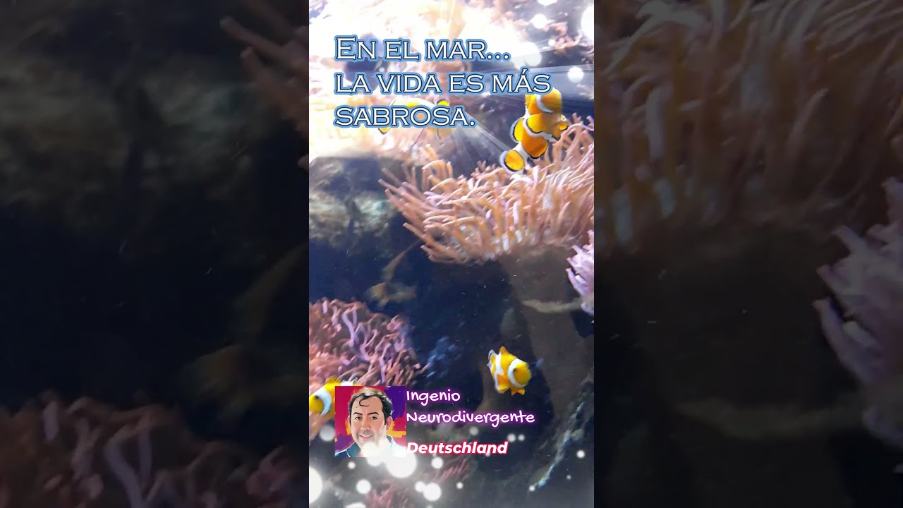 peces de colores una experiencia magica y vibrante