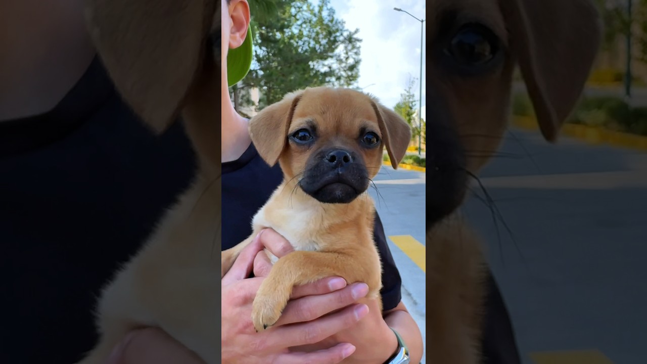 perros cachorros una dulce y tierna aventura onirica
