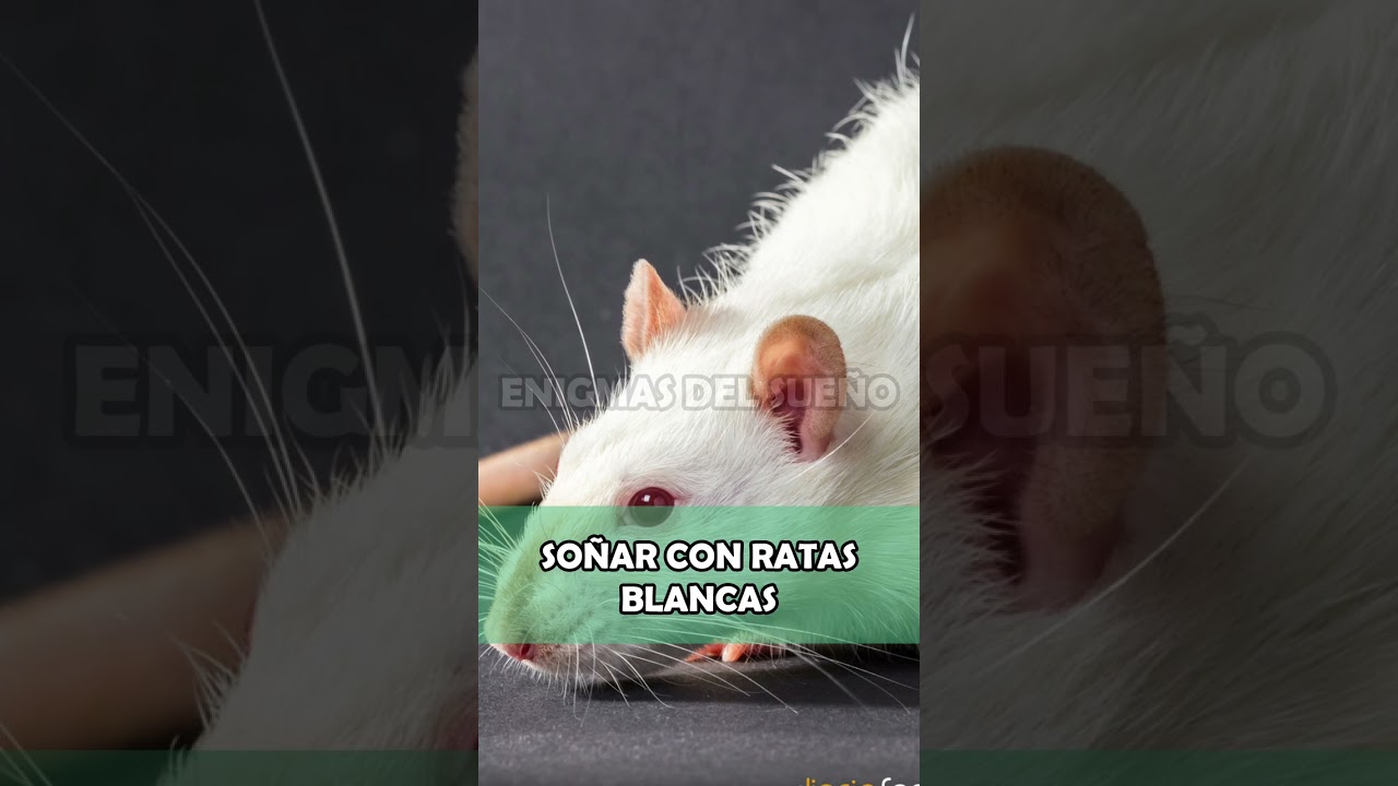 ratas blancas que significado tiene este sueno