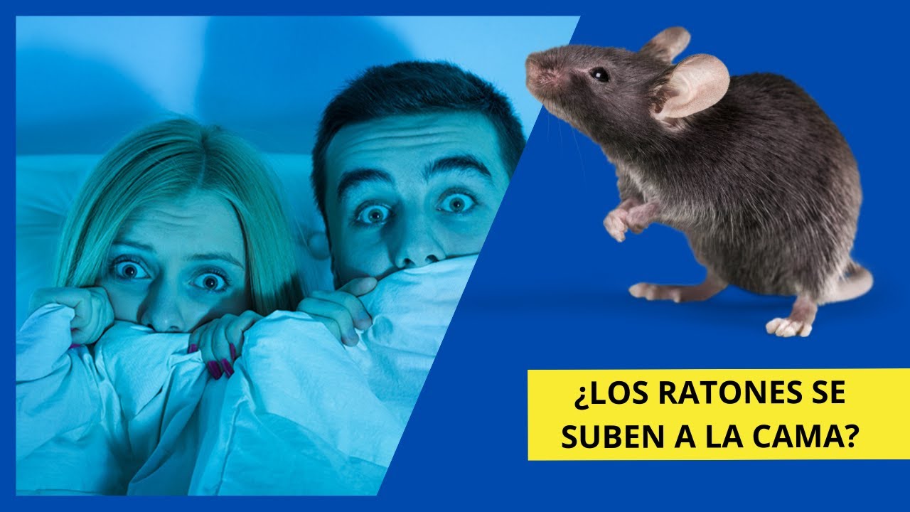 ratones bajo la cama una experiencia inquietante