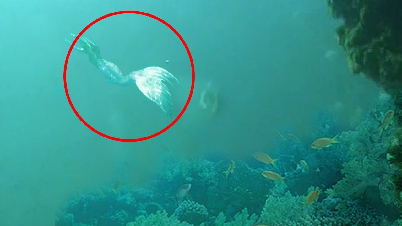 sirenas bajo el agua una experiencia magica y enigmatica