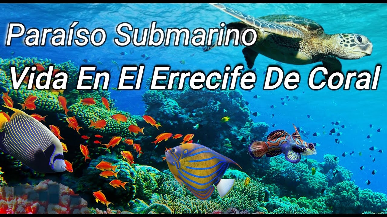 snorkel explorando el mundo submarino en tus suenos