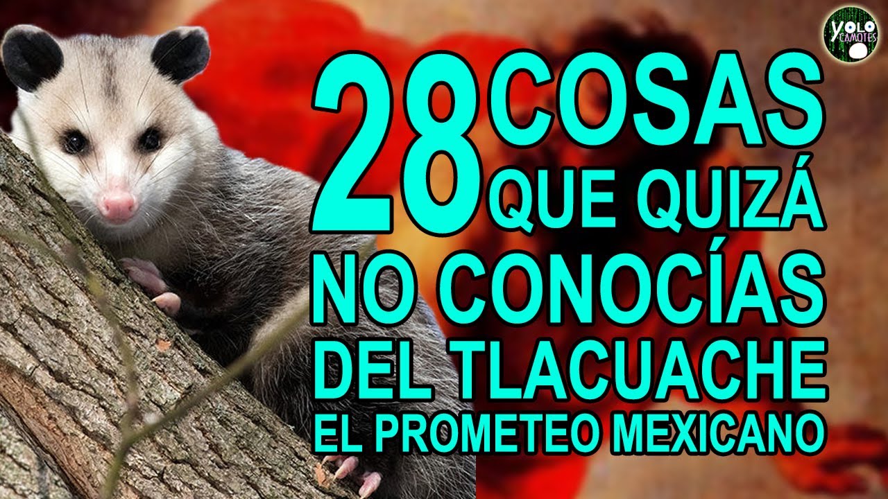 tlacuaches cual es su significado
