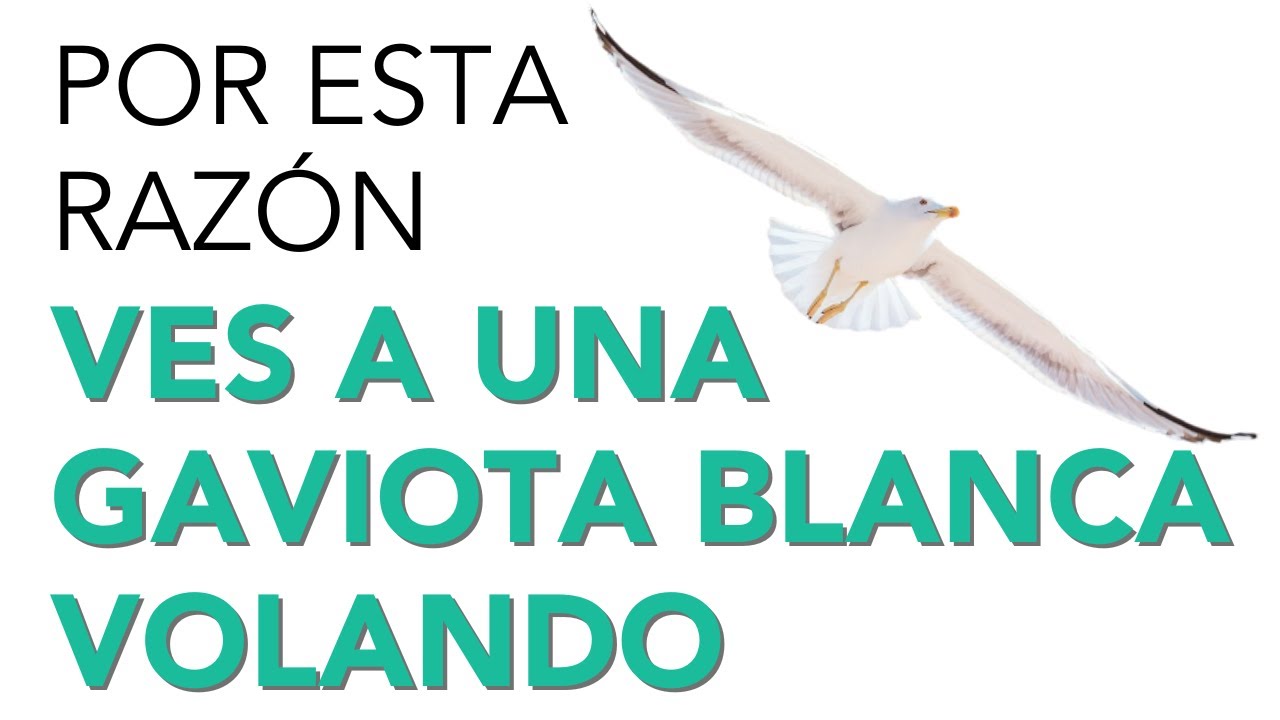 un ave blanca un mensaje de paz y libertad