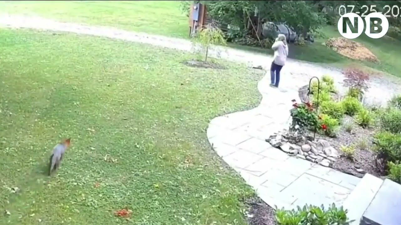 un zorro agresivo