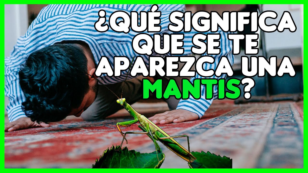 una mantis religiosa significado y simbolismo