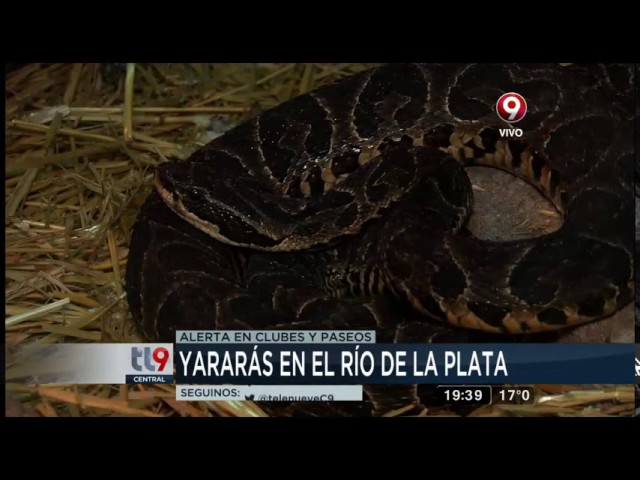 una mordedura de yarara