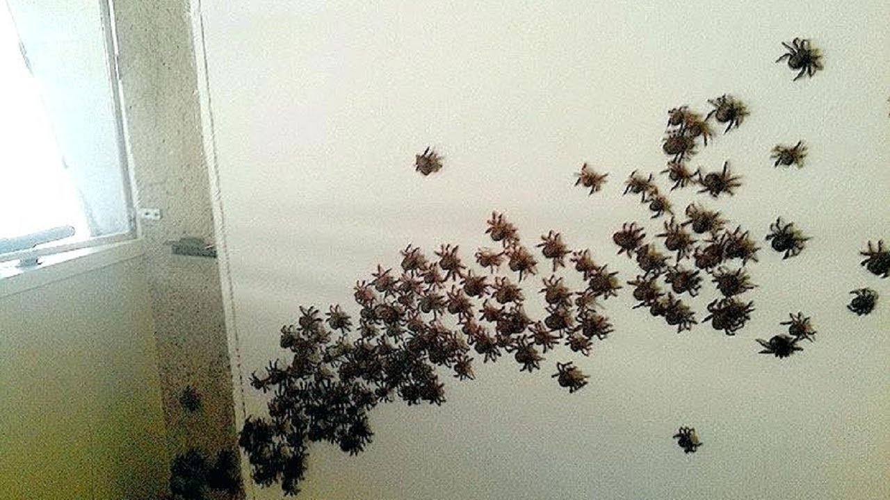 una plaga de insectos