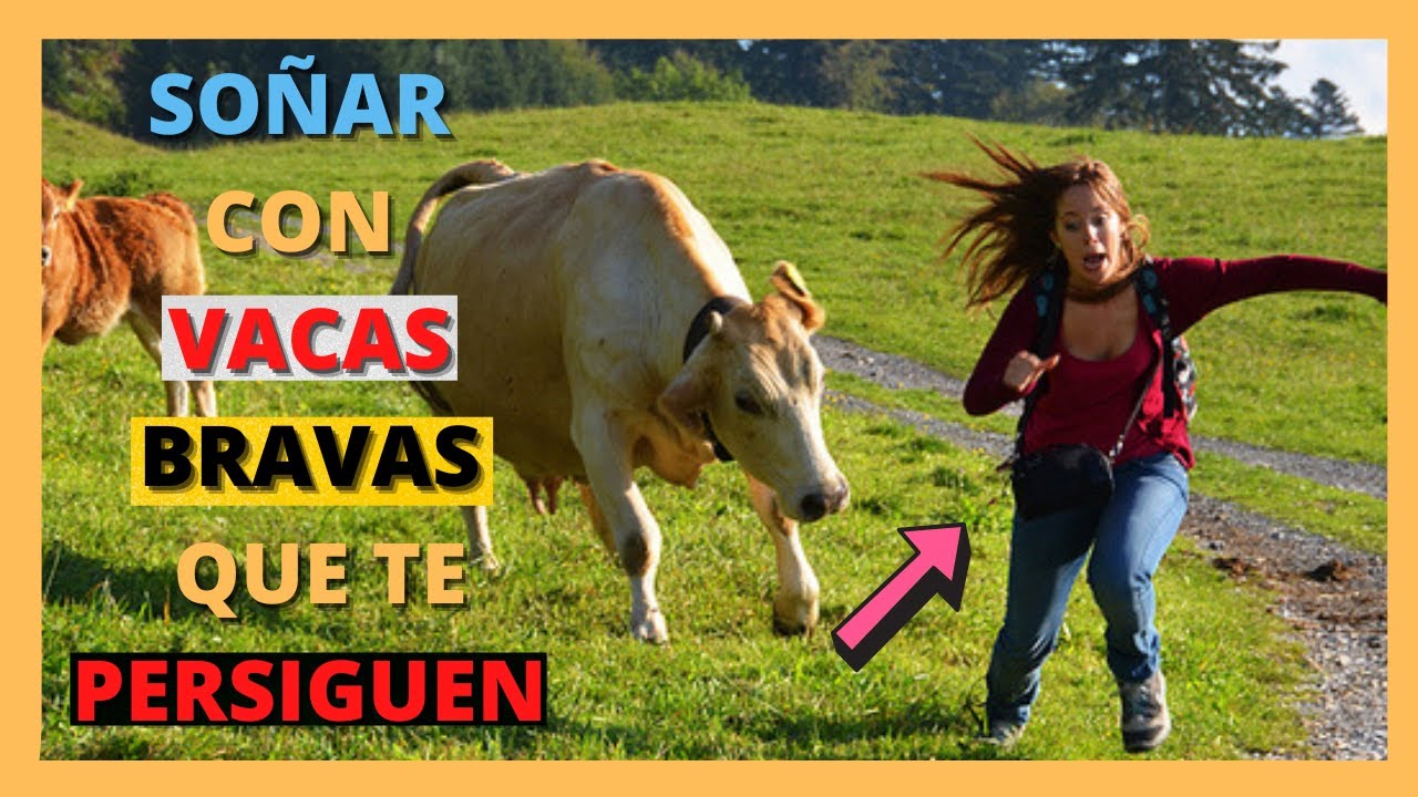 vacas bravas que significa este sueno y su simbolismo