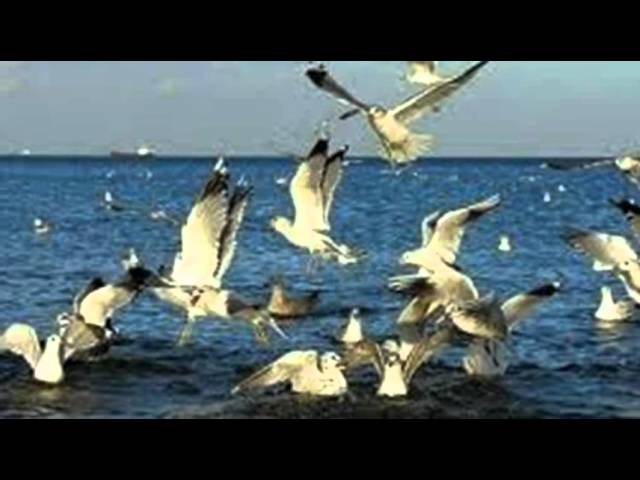 volar alto
