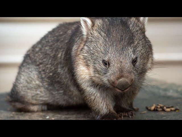 wombat descubre el significado de tus suenos con estos adorables marsupiales