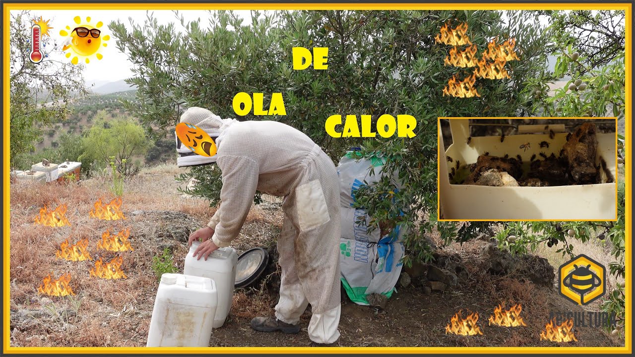abejas bajo el agua una experiencia surrealista