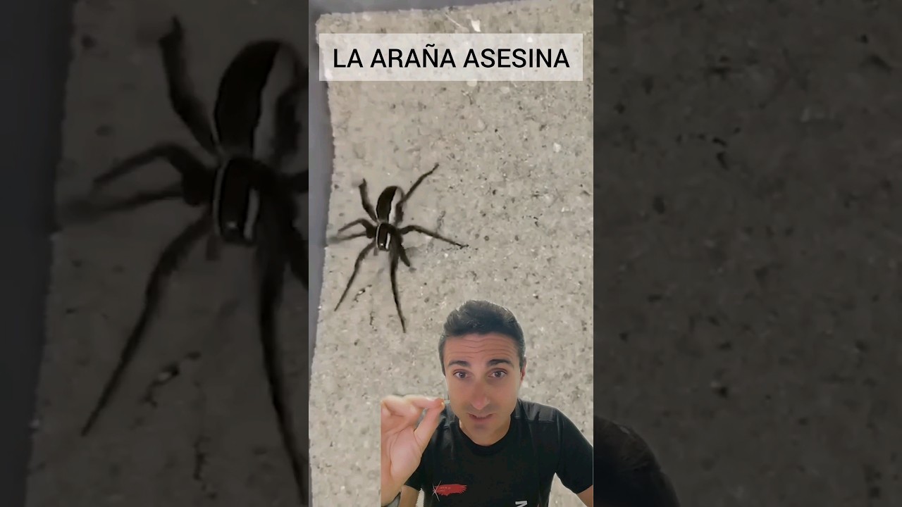 aranas que te pican