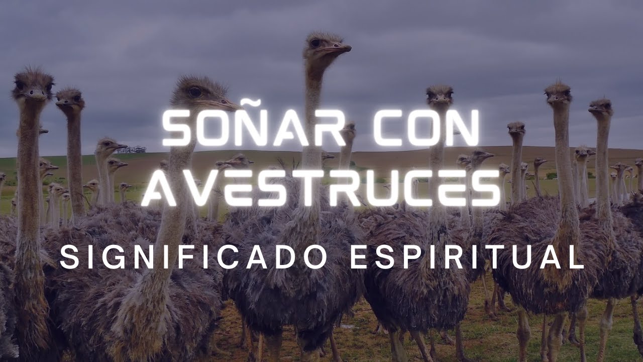 avestruz que significa este sueno