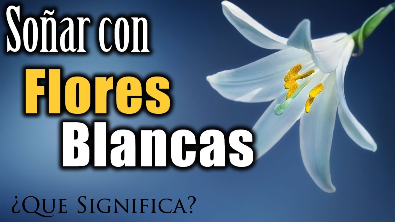 claveles blancos significado y simbolismo de los suenos con estas flores blancas