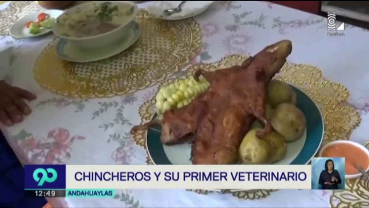cuyes que se escapan una aventura inesperada