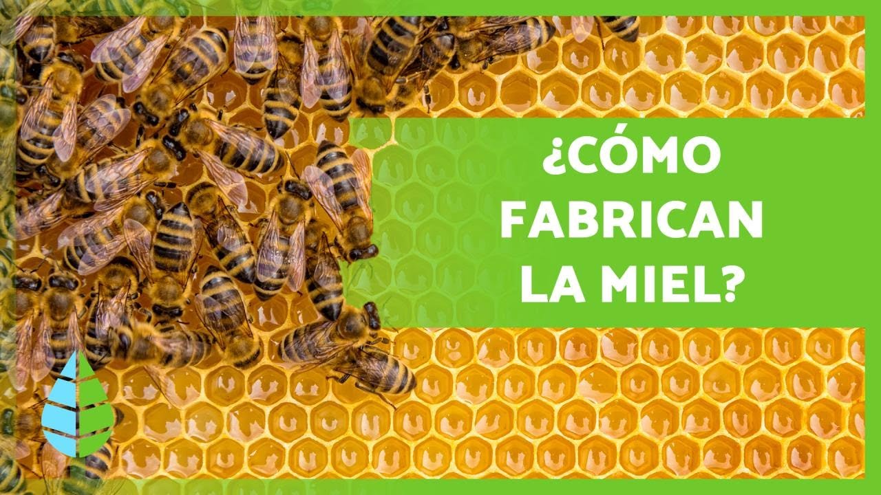 el dulce nectar de la miel de abeja