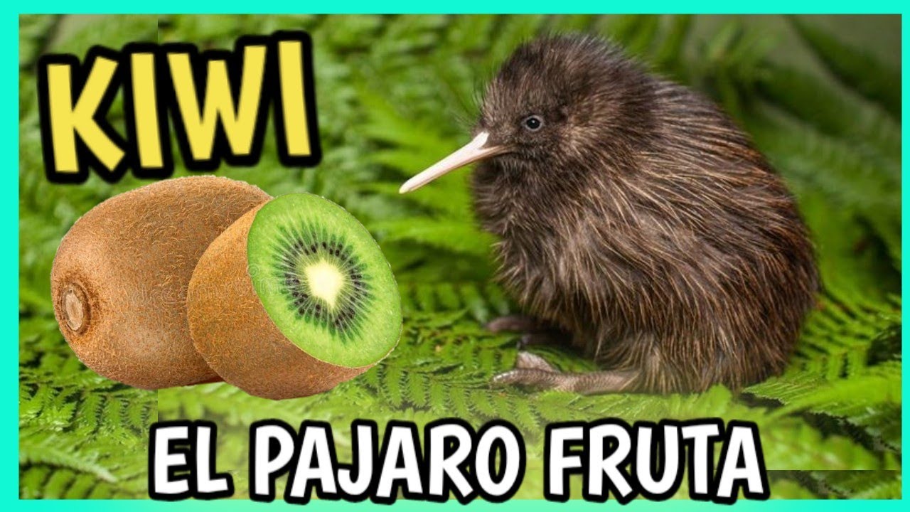 el kiwi animal significado y simbolismo