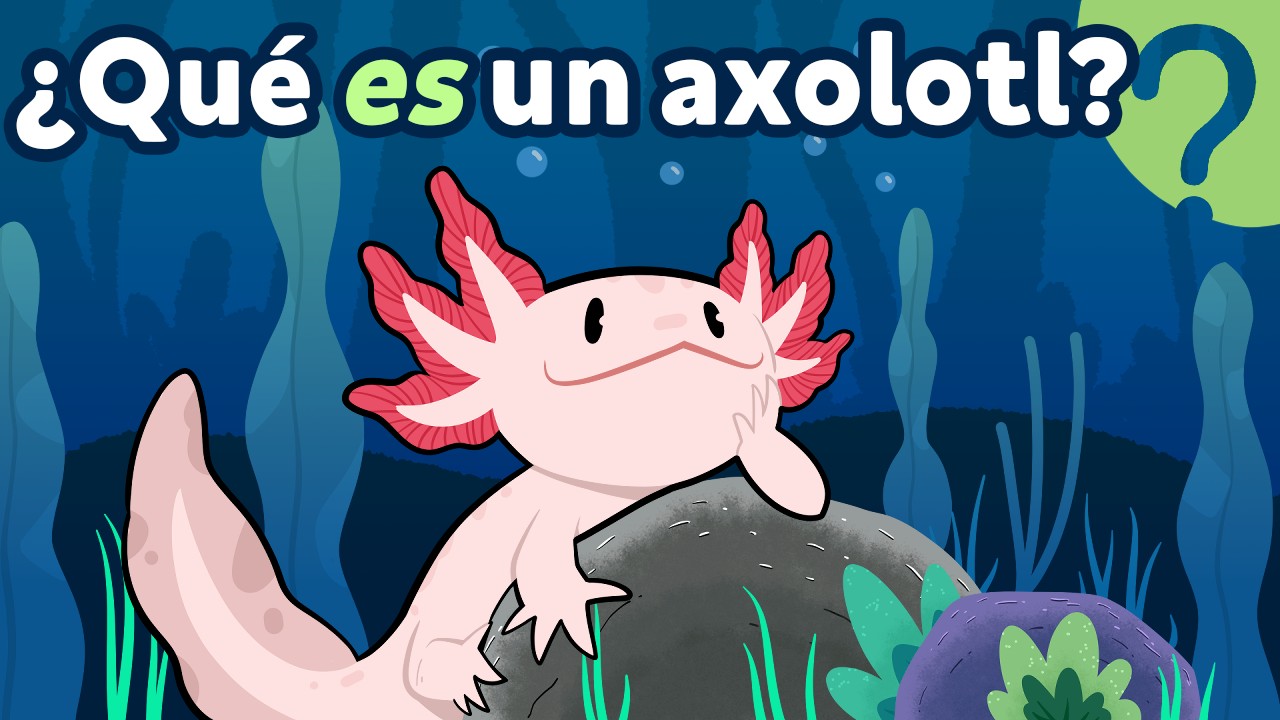 el magico ajolote