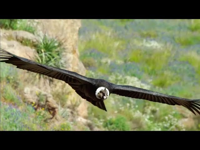 el majestuoso condor