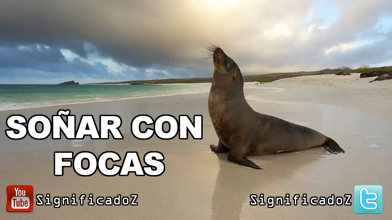focas o lobos marinos que significado tiene este sueno