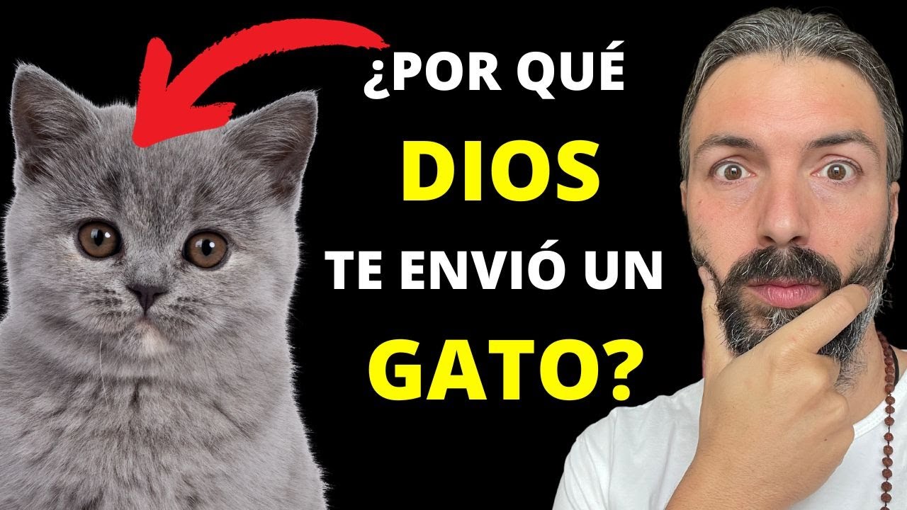 gatos descubre su significado y simbolismo