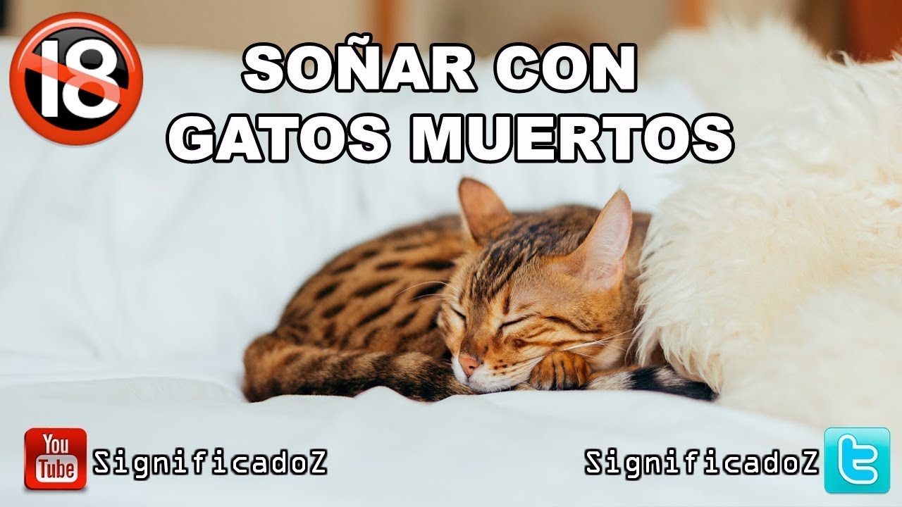 gatos muertos que significado tiene este sueno