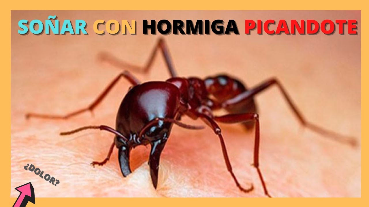 hormigas que te pican que significa este sueno