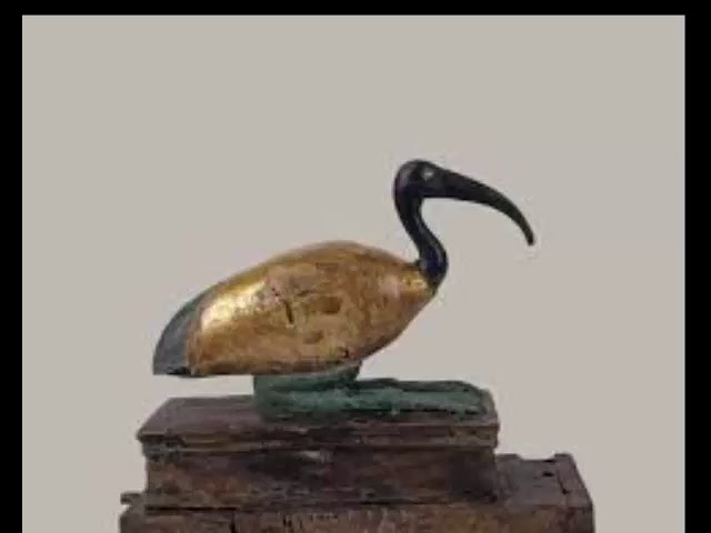 ibis cual es su significado