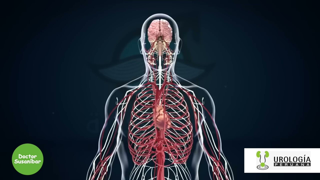 la ereccion de un hombre que significa y cuales son sus interpretaciones