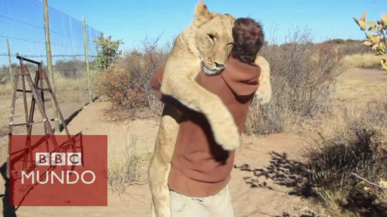 leones mansos una experiencia inesperada y reconfortante