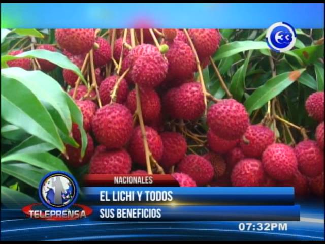 lychee significado y simbolismo de este exotico fruto en tus suenos